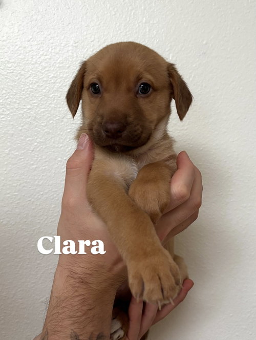 Clara, an adoptable Unknown breed in Bellevue, WA