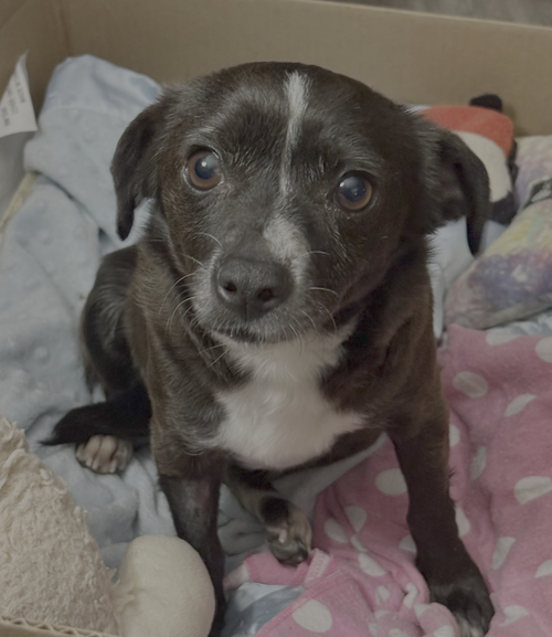 picture of the dog needing adoption