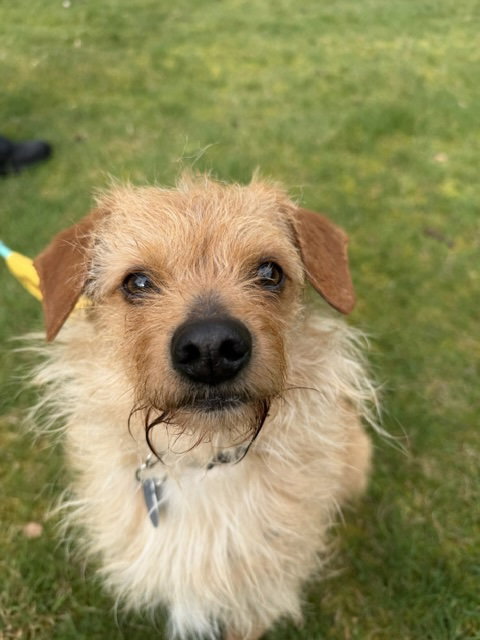 Bowie, an adoptable Terrier in Bellevue, WA