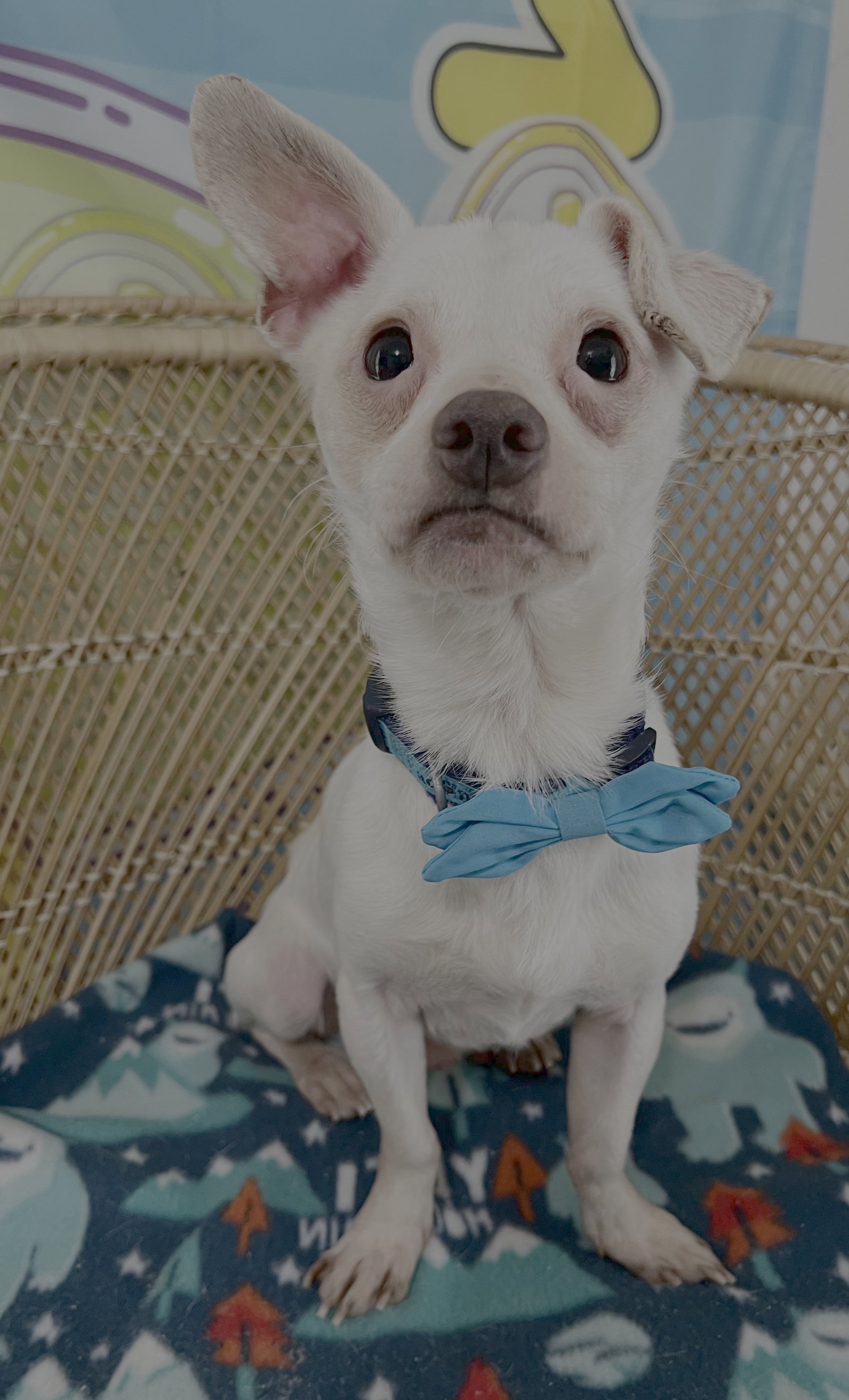 Iggy