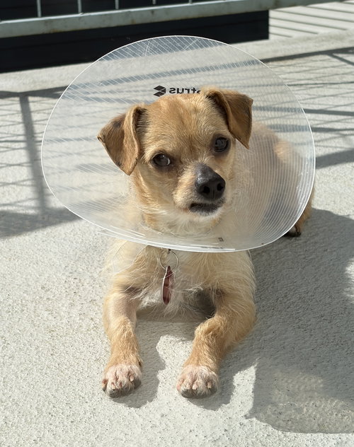 Ritchie, an adoptable Chihuahua in Bellevue, WA