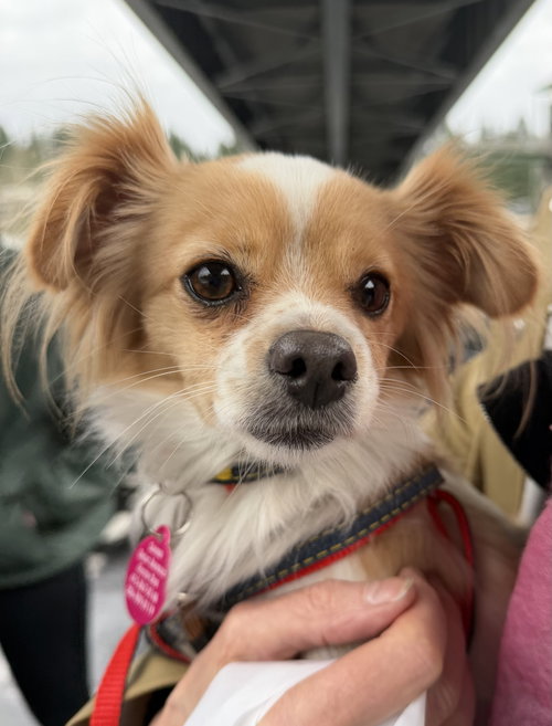 picture of the dog needing adoption
