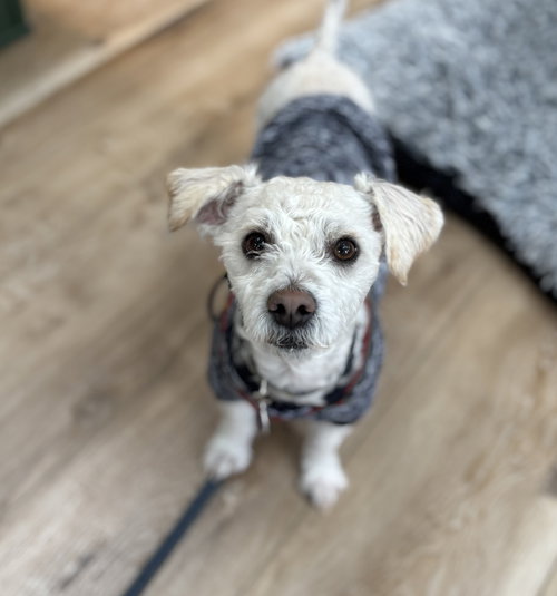 Oso, an adoptable Poodle in Bellevue, WA