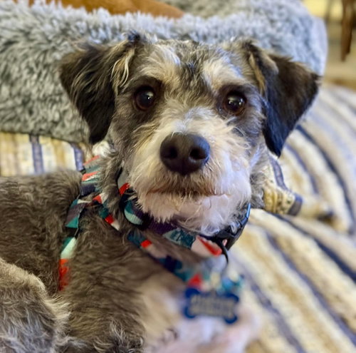 Riyo, an adoptable Schnauzer in Bellevue, WA