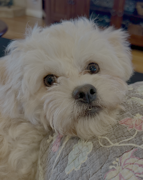 Cheddar, an adoptable Poodle in Bellevue, WA