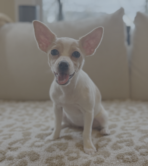 Daphne, an adoptable Chihuahua in Bellevue, WA