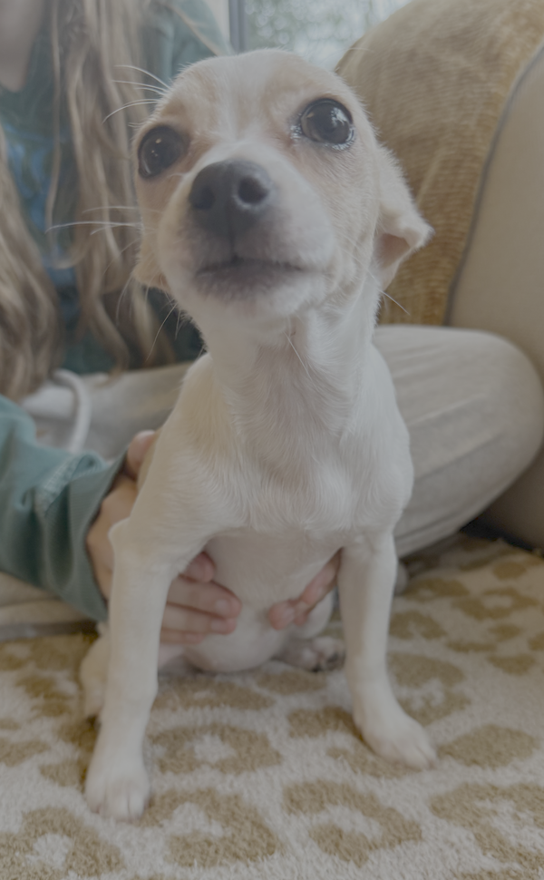 Daphne