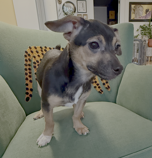 Velma, an adoptable Chihuahua in Bellevue, WA
