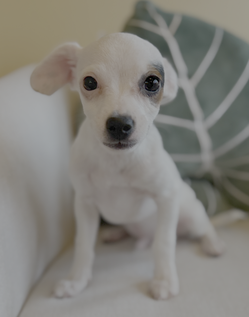 Fred, an adoptable Chihuahua in Bellevue, WA