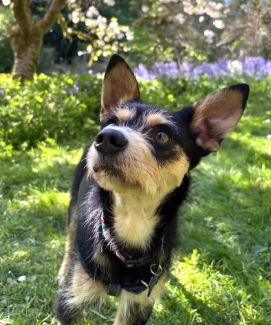 Odie, an adoptable Terrier in Bellevue, WA