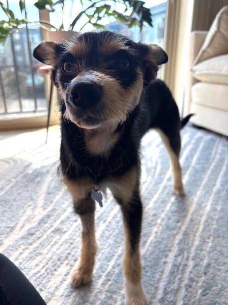 Odie