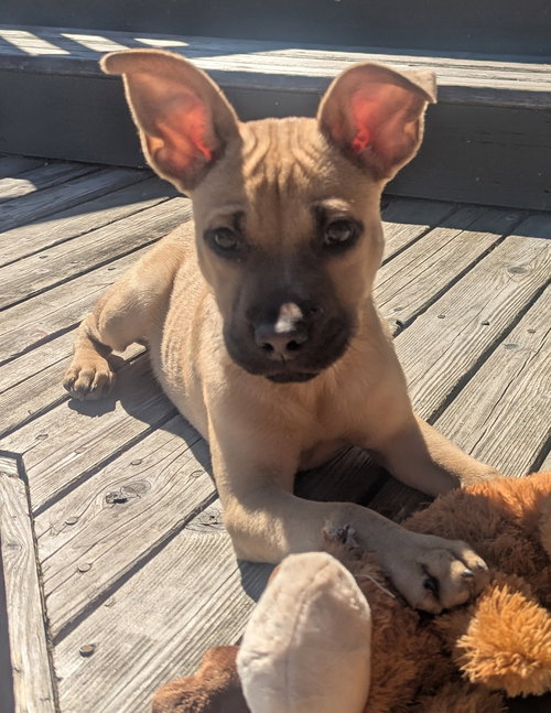 Dibs, an adoptable Cattle Dog in Bellevue, WA