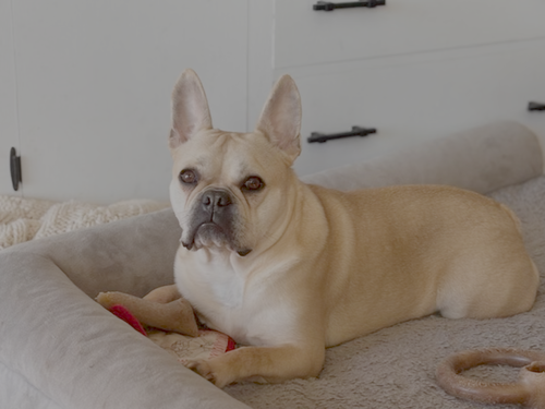 Thor, an adoptable French Bulldog in Bellevue, WA