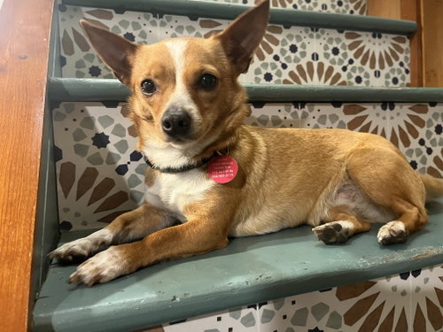 Misty, an adoptable Chihuahua in Bellevue, WA