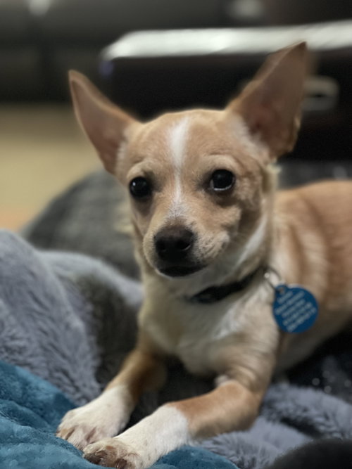 Penn, an adoptable Chihuahua in Bellevue, WA