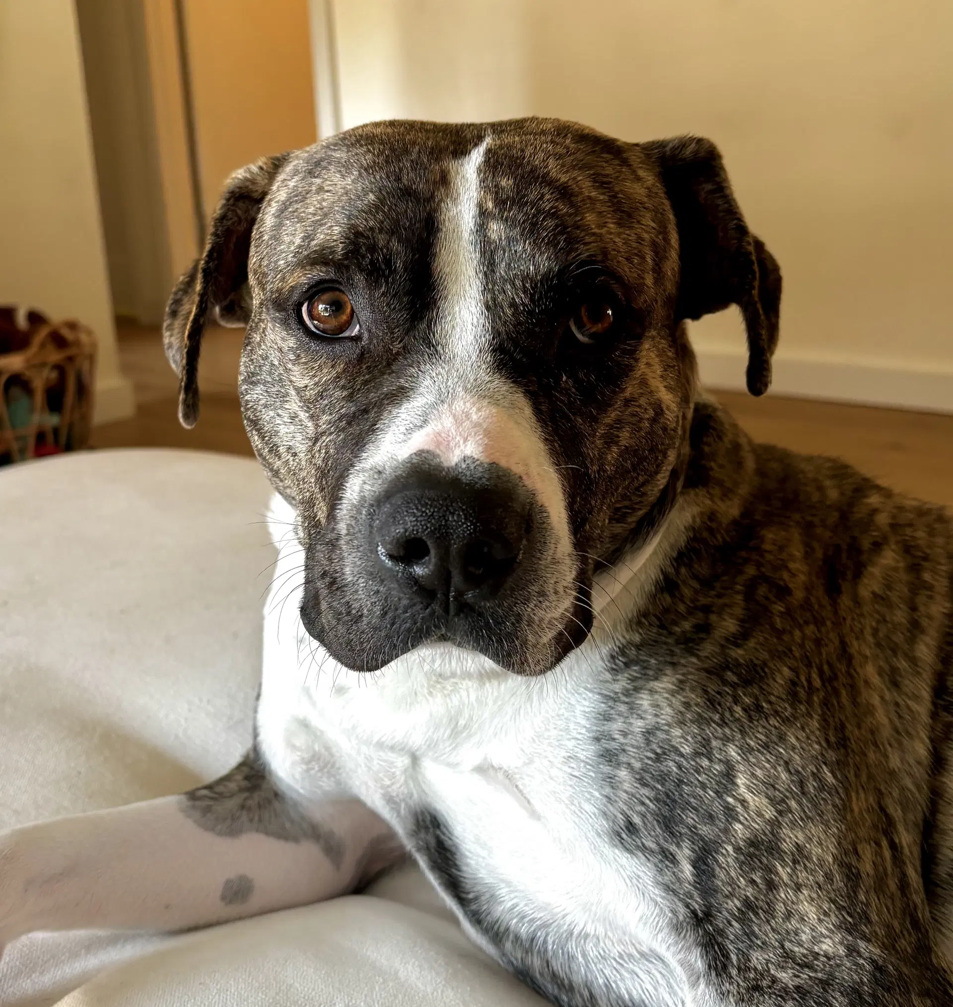 Bones - Pit Bull Terrier
