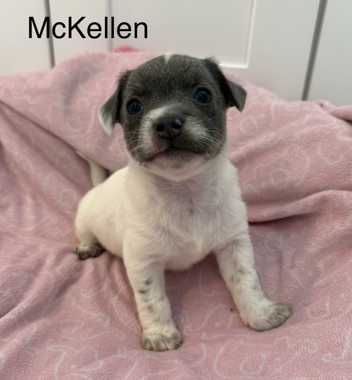McKellen, an adoptable Terrier in Bellevue, WA