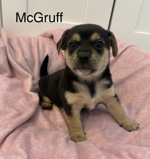 McGruff, an adoptable Terrier in Bellevue, WA