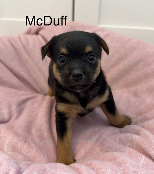 McDuff, an adoptable Terrier in Bellevue, WA