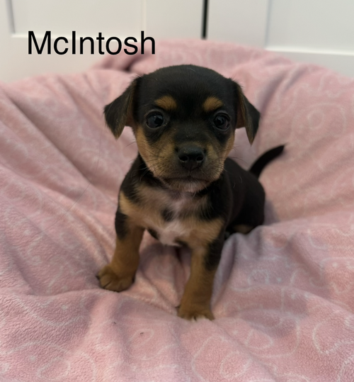 McIntosh, an adoptable Terrier in Bellevue, WA