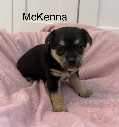 McKenna, an adoptable Terrier in Bellevue, WA