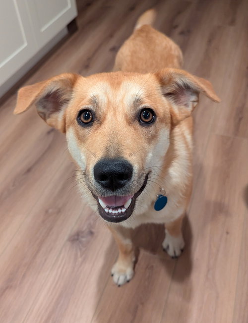 Honey, an adoptable Retriever in Bellevue, WA