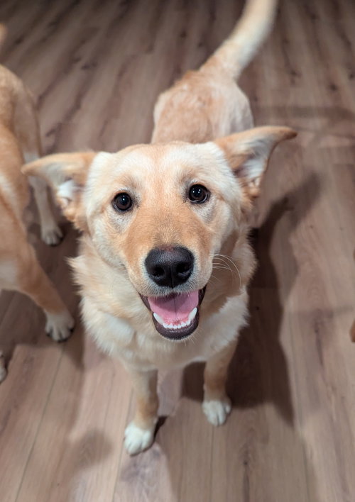 Clover, an adoptable Retriever in Bellevue, WA