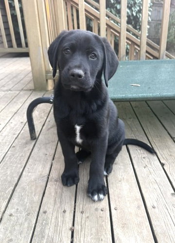 Bear, an adoptable Labrador Retriever in Bellevue, WA
