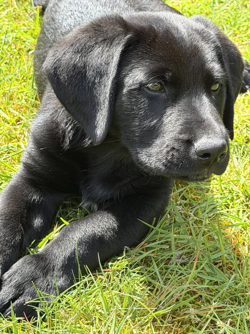 Bodie, an adoptable Labrador Retriever in Bellevue, WA