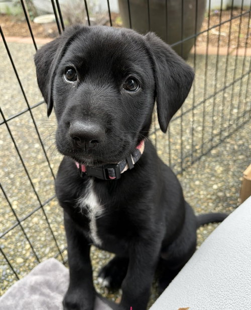 Bev, an adoptable Labrador Retriever in Bellevue, WA