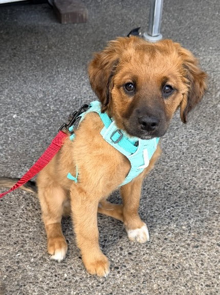 Boots, an adoptable Spaniel in Bellevue, WA