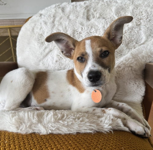 Rocky, an adoptable Beagle in Bellevue, WA