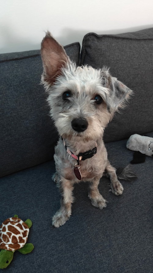 Kiki, an adoptable Terrier in Bellevue, WA
