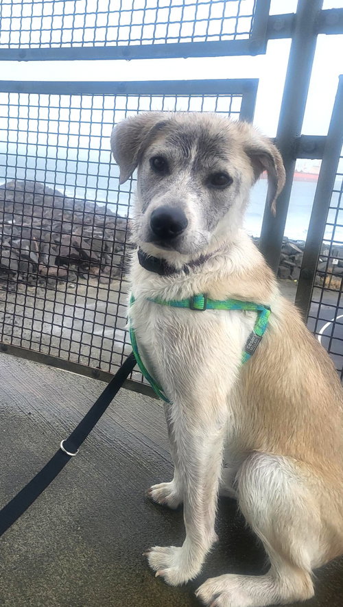 Denali, an adoptable Husky in Bellevue, WA