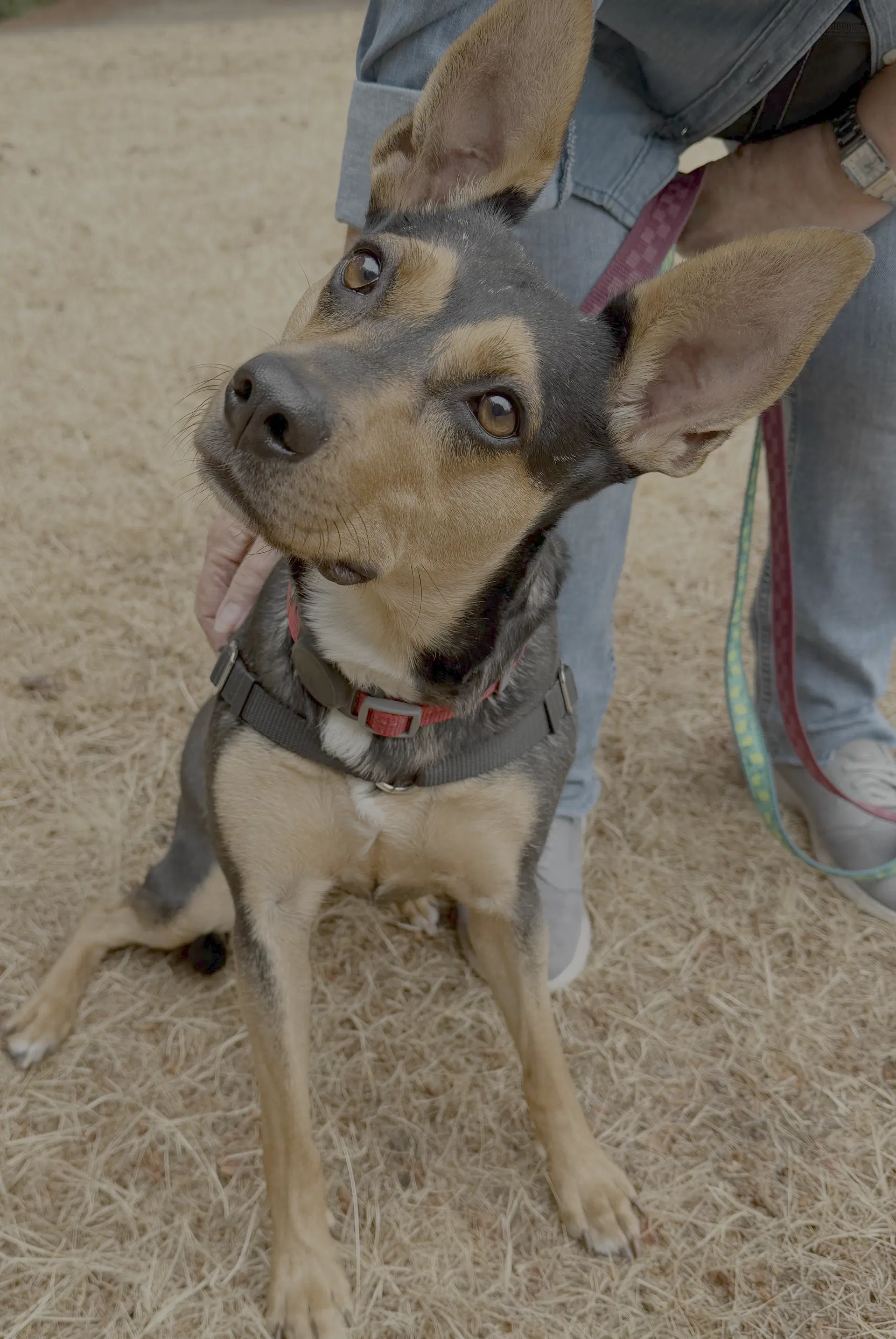Dinka - Cattle Dog