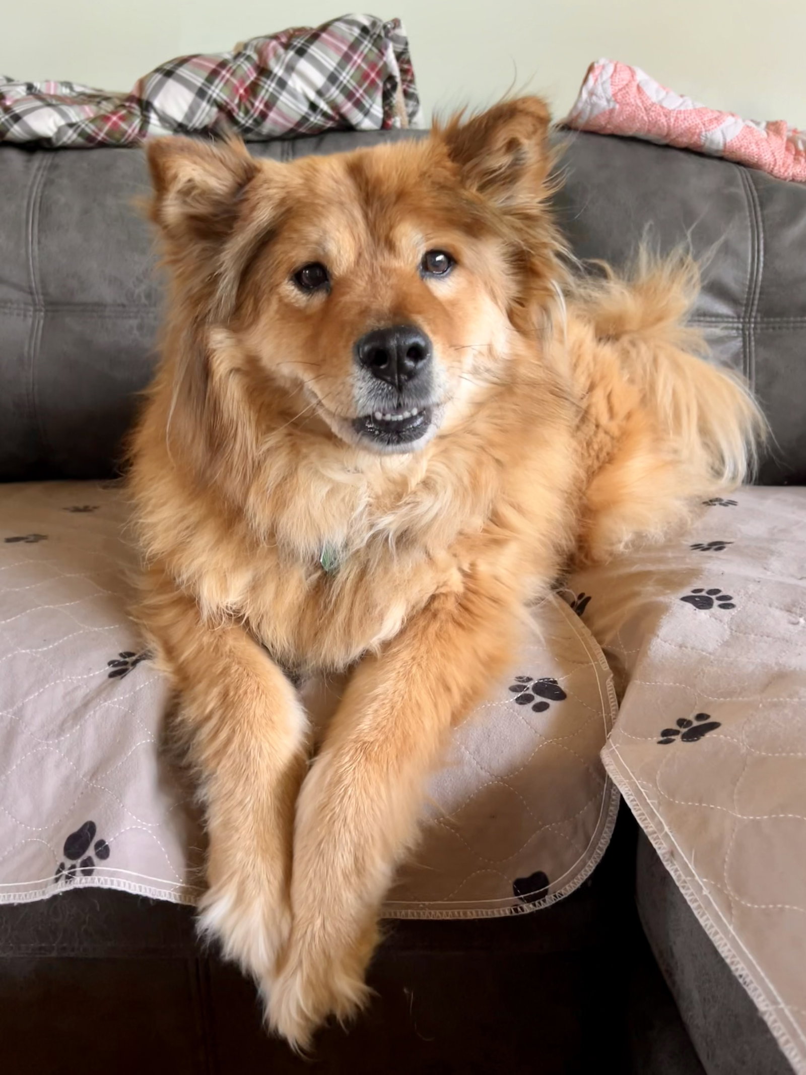 Sable