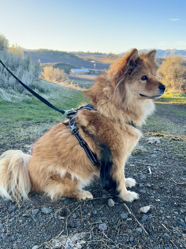 Sable