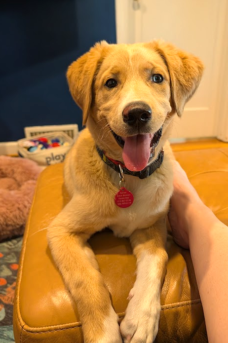 Queso