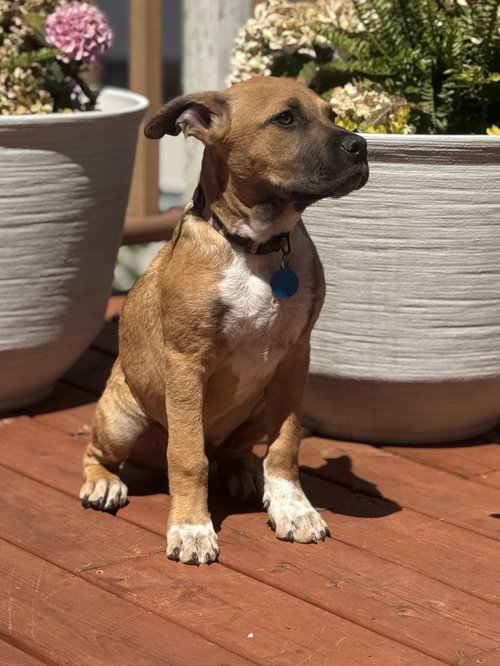 Rowdy, an adoptable Boxer in Bellevue, WA