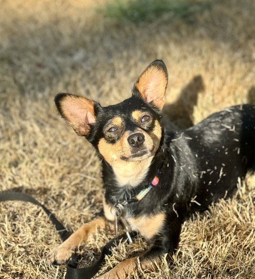 Mimi