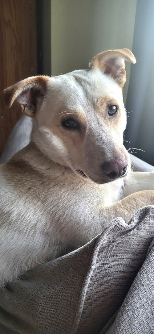 Mac, an adoptable Labrador Retriever in Bellevue, WA