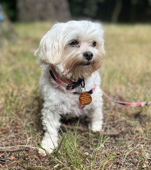 London, an adoptable Maltese in Bellevue, WA