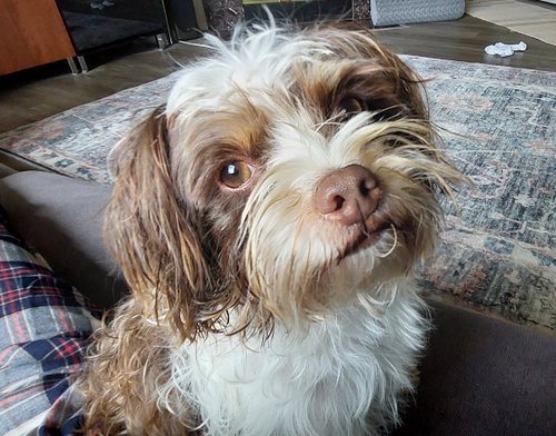 Bailey