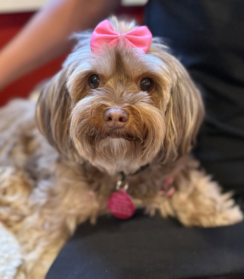Truffle