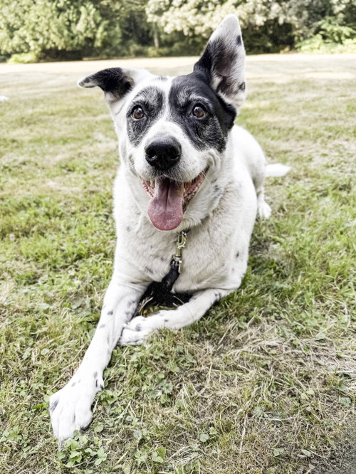Wilson, Collie / Cattle Dog / Mixed (short coat)