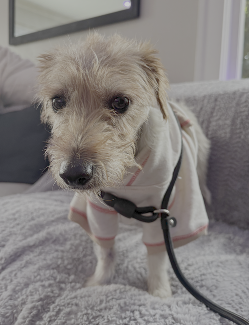 Poppy photo 1