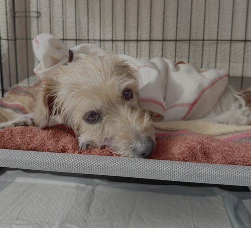 Poppy photo 4