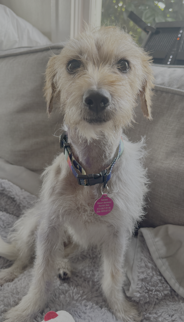 Poppy