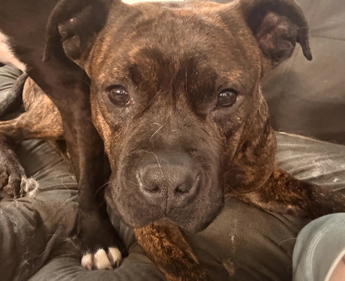Bear, an adoptable Pit Bull Terrier in Bellevue, WA