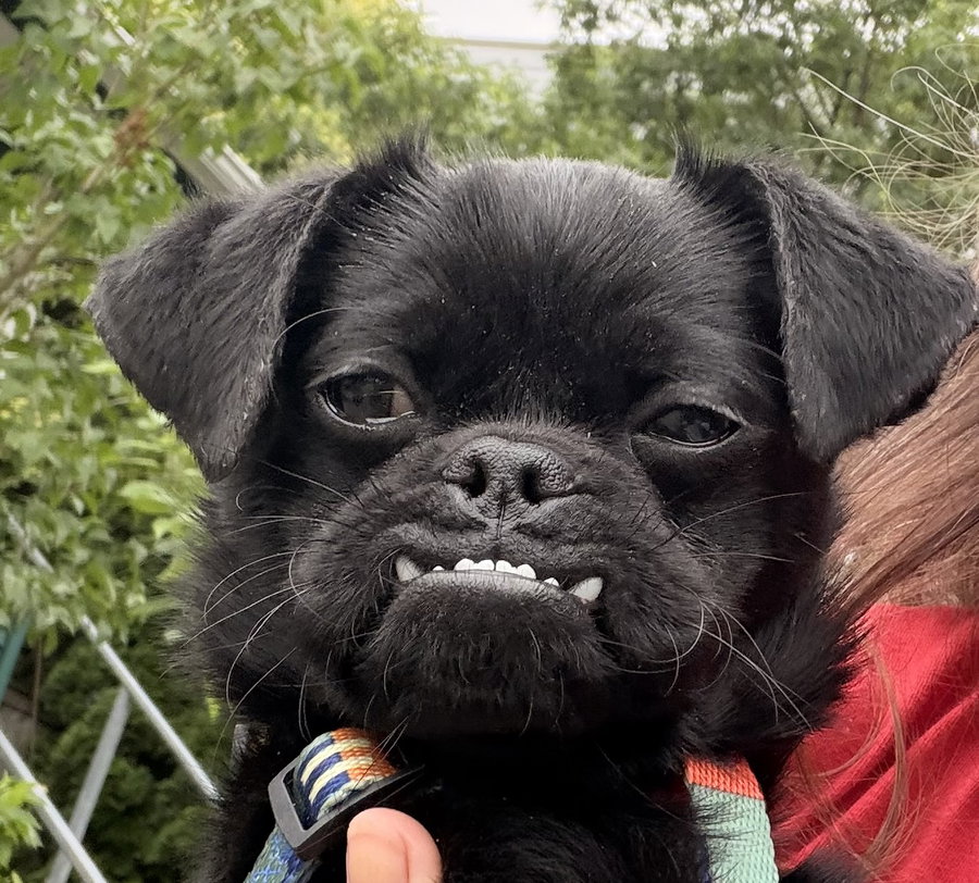 Pino